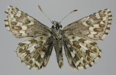 Pyrgus centaureae