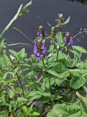 Prunella vulgaris