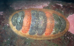 Dendrochiton flectens