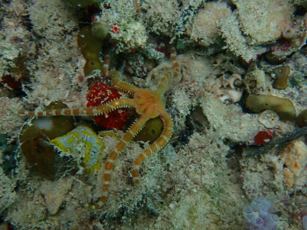 Photo of Flaccid Brittle Star (Ophiomyxa flaccida)