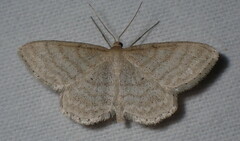 Idaea macilentaria