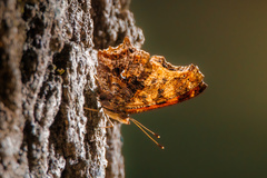 Polygonia comma
