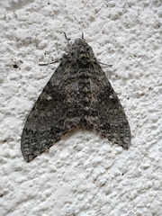 Manduca muscosa