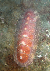 Stenoplax fallax