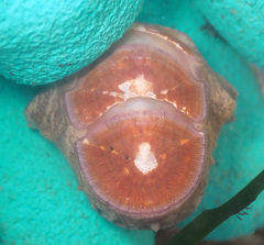 Stenoplax fallax