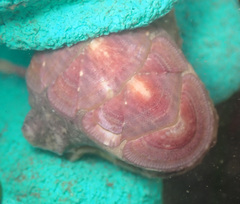 Stenoplax fallax