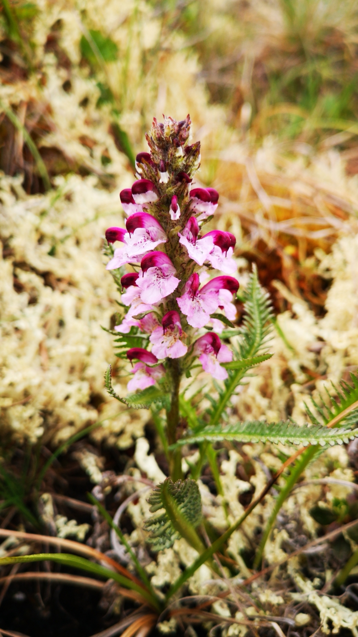 Pedicularis sudetica ssp. albolabiata