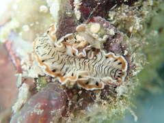 Prostheceraeus crozieri