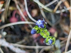 Gentiana douglasiana