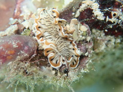 Prostheceraeus crozieri