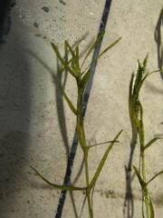 Najas guadalupensis