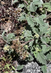 Phacelia hydrophylloides