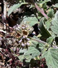 Phacelia hydrophylloides