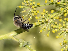 Colletes dimidiatus