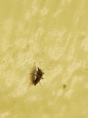 Chaoborus punctipennis