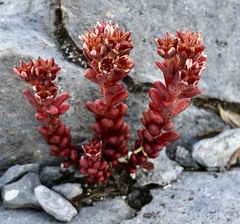 Sedum atratum