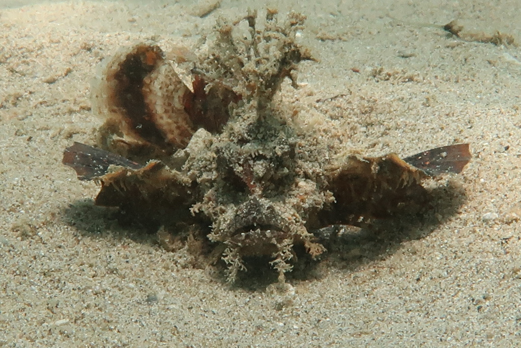 Bearded ghoul (Inimicus caledonicus) — Synanceiidae