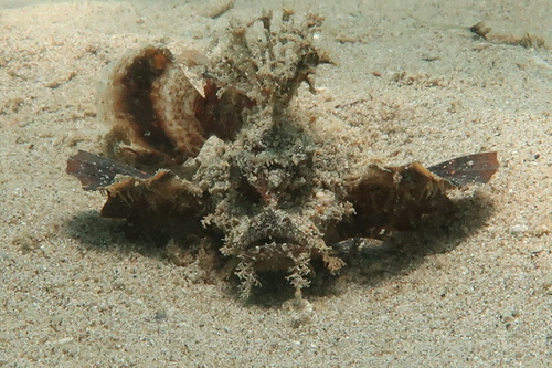 Bearded ghoul (Inimicus caledonicus) — Synanceiidae