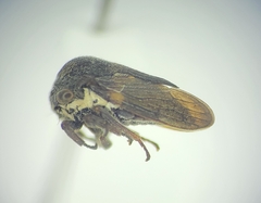 Selenacentrus wallacei