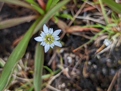 Gentiana douglasiana