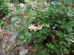 Bauhinia coulteri