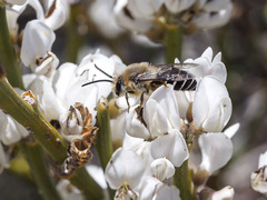 Colletes dimidiatus