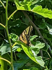 Papilio rutulus