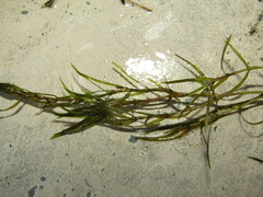 Najas guadalupensis
