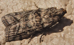 Dioryctria pentictonella