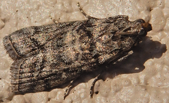 Dioryctria pentictonella