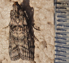 Dioryctria pentictonella