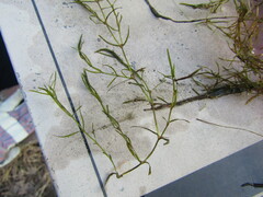 Najas guadalupensis