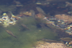 Poecilia mexicana
