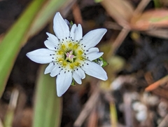 Gentiana douglasiana