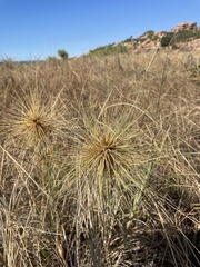 Spinifex longifolius