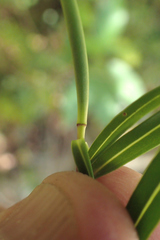 Veronica stenophylla