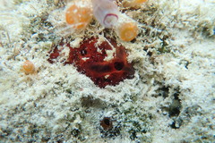Mycale microsigmatosa