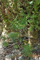 Veronica stenophylla