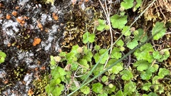 Hydrocotyle setulosa