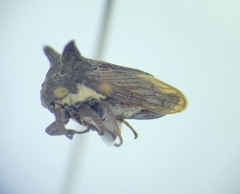 Selenacentrus wallacei