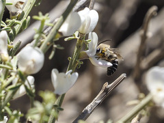 Colletes dimidiatus