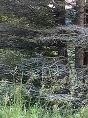 Mimus polyglottos
