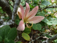 Bauhinia coulteri