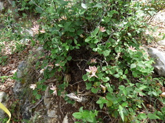 Bauhinia coulteri