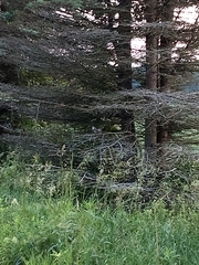 Mimus polyglottos