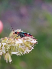 Malachius lusitanicus