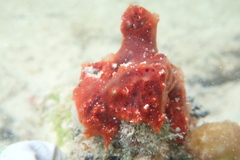 Mycale microsigmatosa