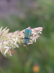 Malachius lusitanicus