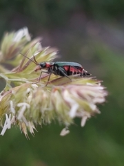 Malachius lusitanicus