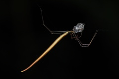 Ariamnes cylindrogaster